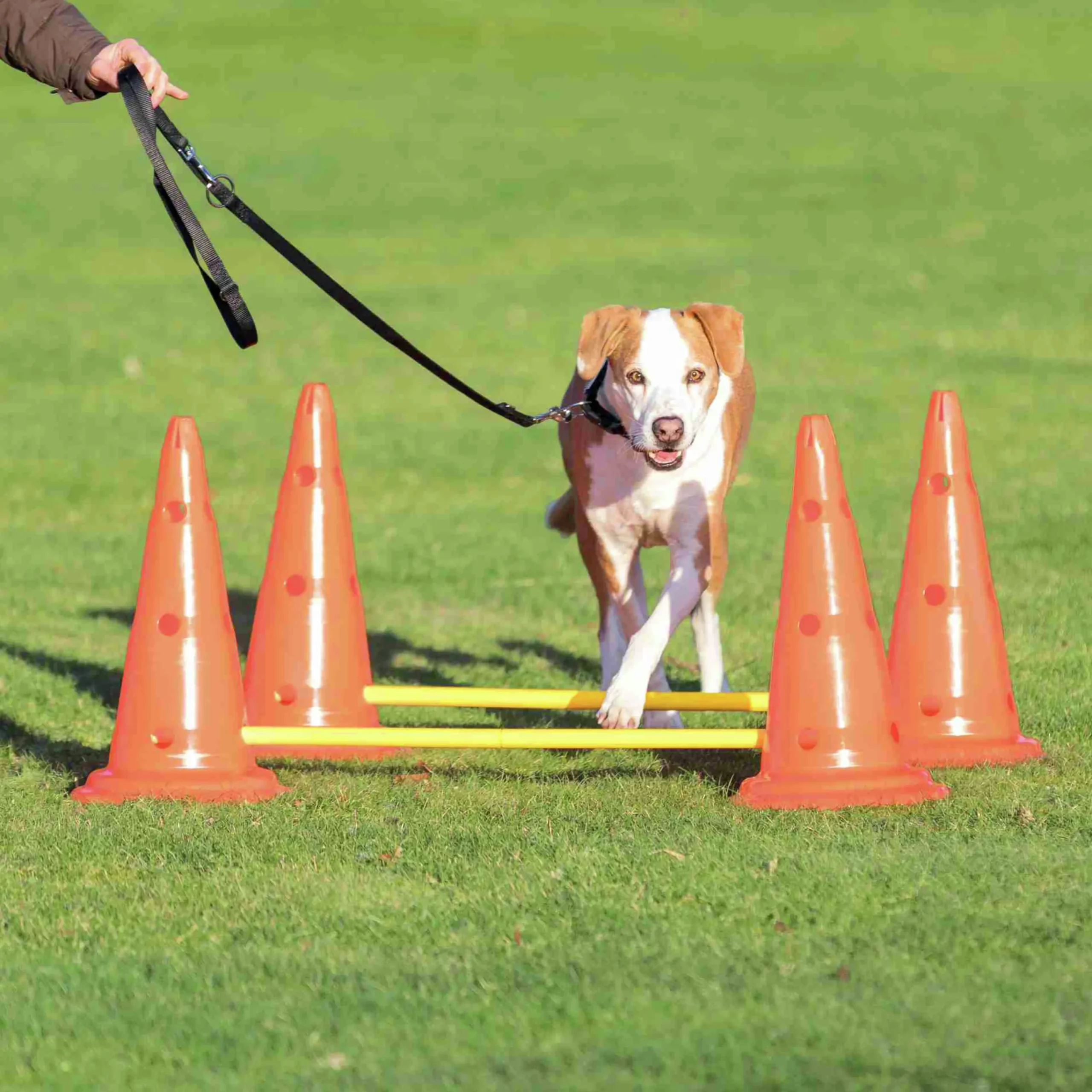 Agility Hinder set Hopphinder Orange 2-p>Trixie Sale