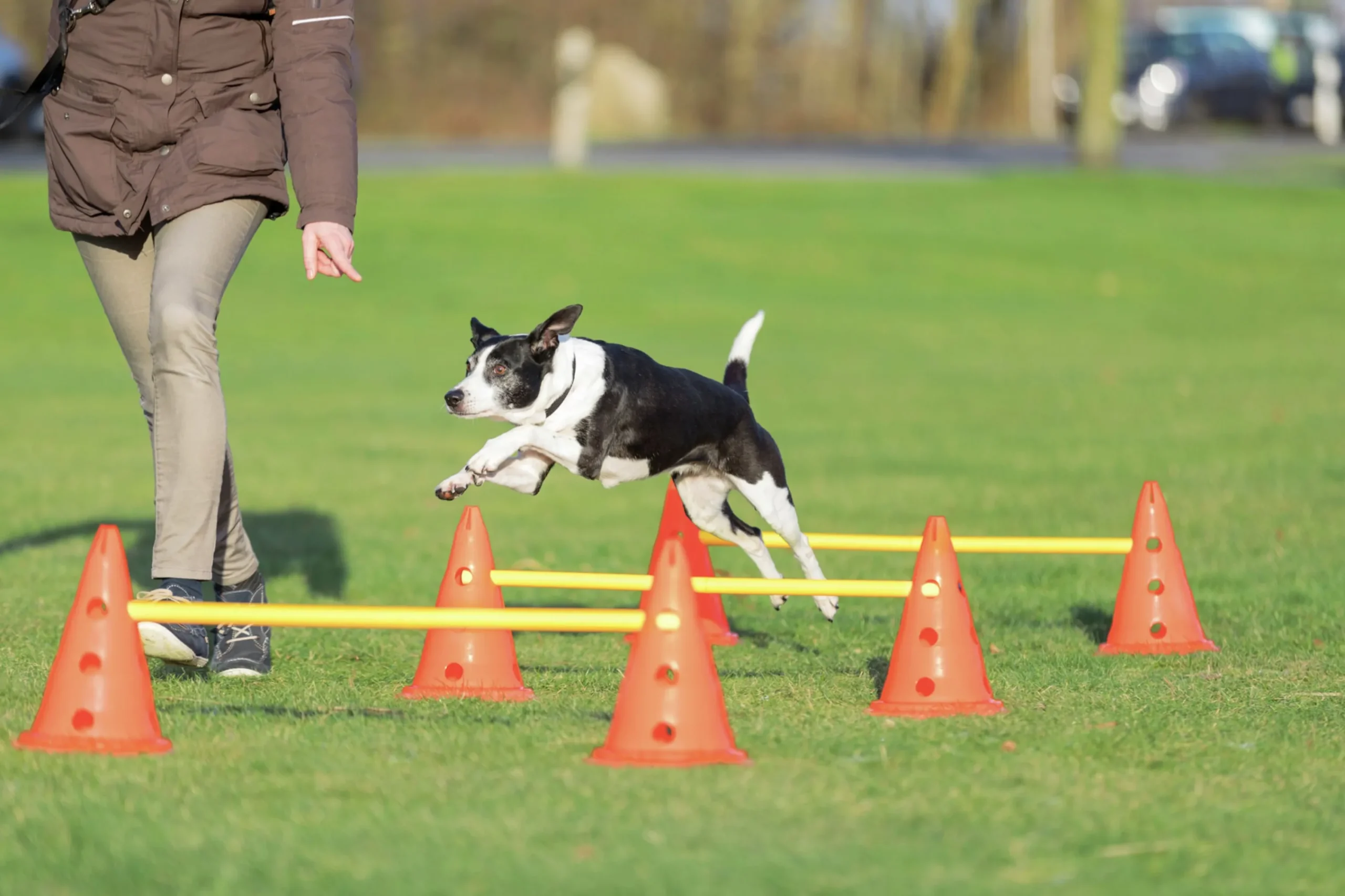 Agility Hinder set Hopphinder Orange 3-p>Trixie Discount