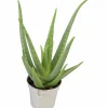 Aloe 10,5cm kruka>Danblumen Clearance