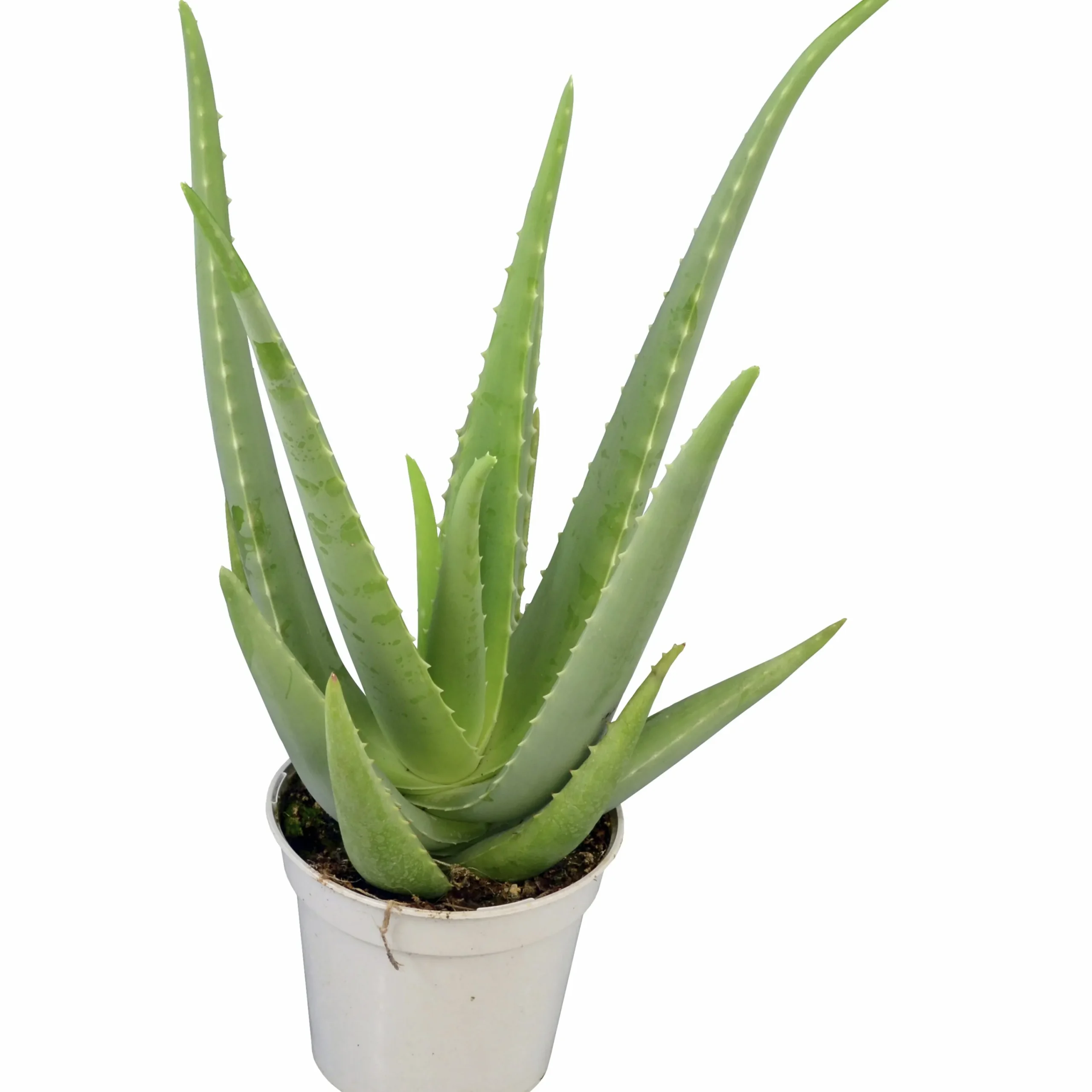 Aloe 10,5cm kruka>Danblumen Clearance