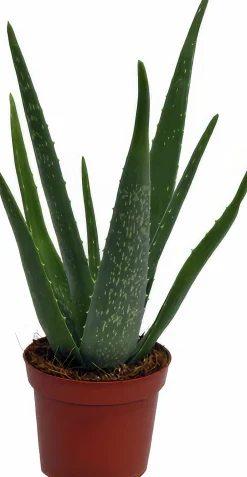 Aloe Vera i 10,5cm kruka>Mäster Grön