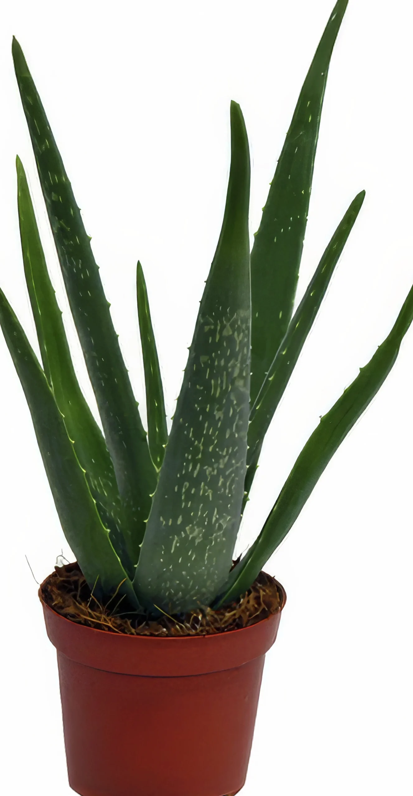 Aloe Vera i 10,5cm kruka>Mäster Grön