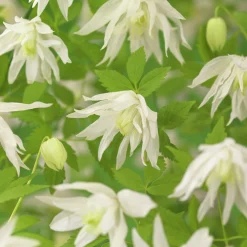 Alpklematis 'Albina Plena'>Omnia garden Best
