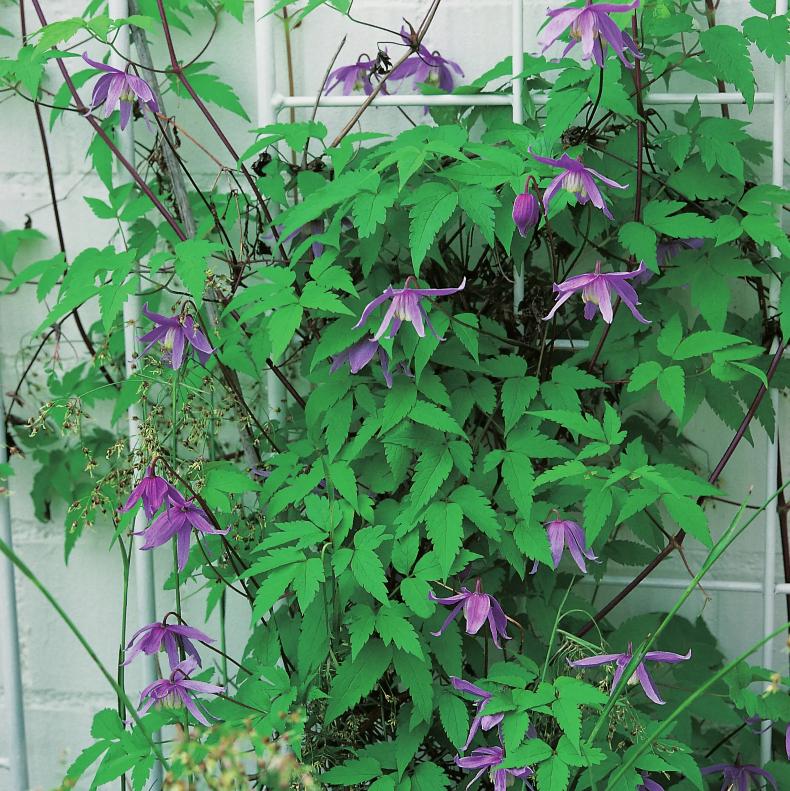 Alpklematis blå>Omnia garden Discount