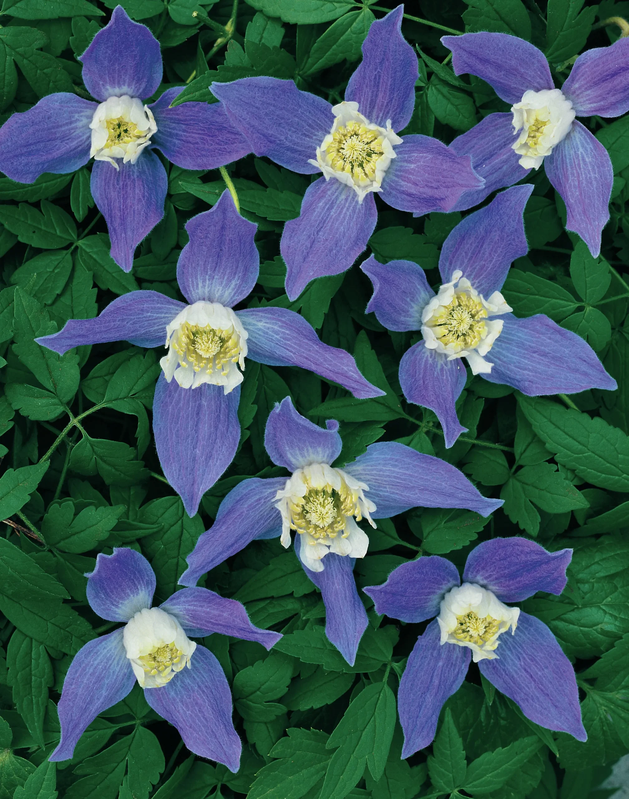Alpklematis blå>Omnia garden Discount