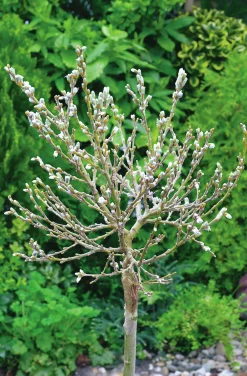 Alpvide Uppstammad>Omnia garden