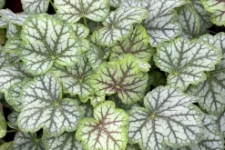 Alunrot 'Green Spice'>Omnia garden
