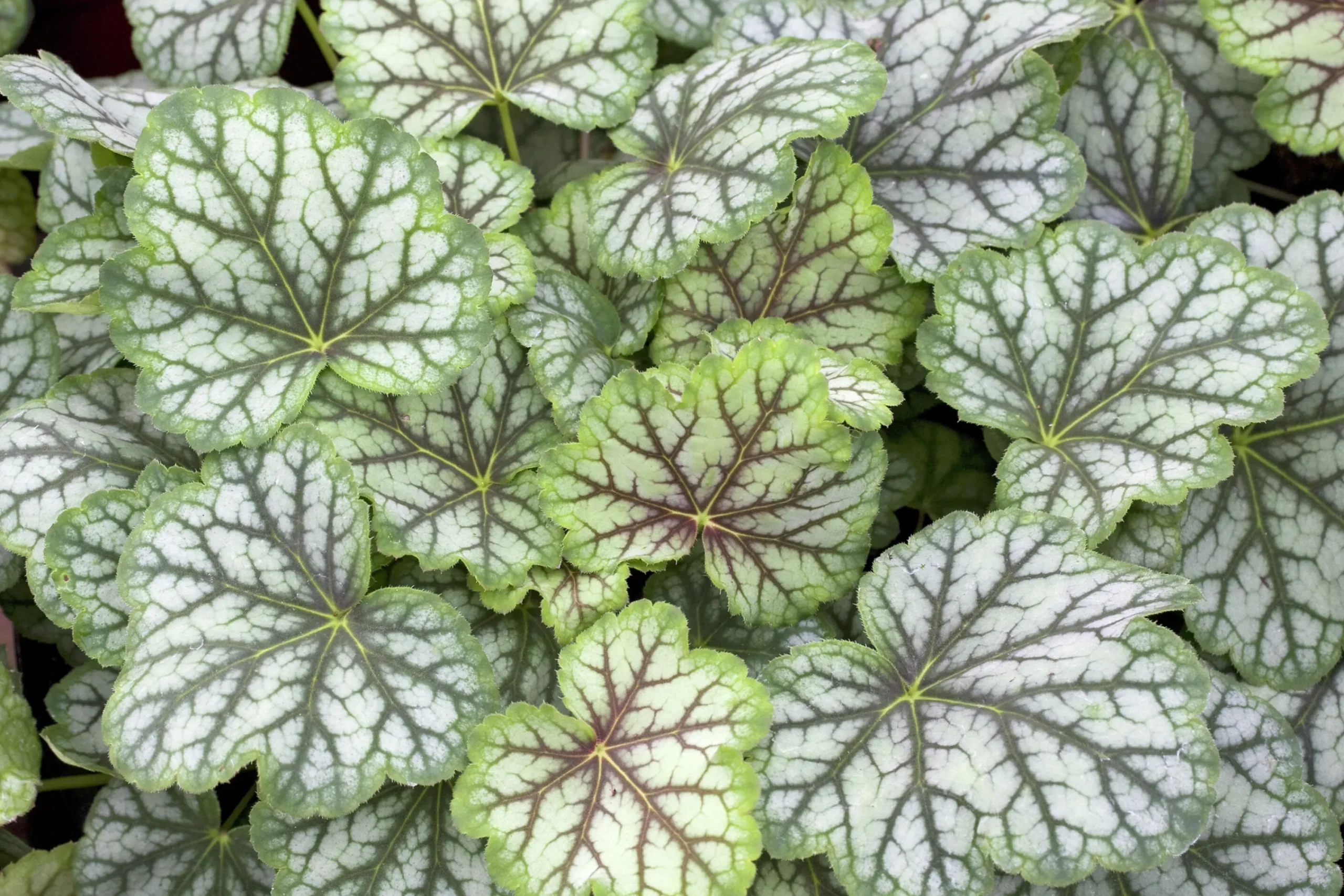 Alunrot 'Green Spice'>Omnia garden
