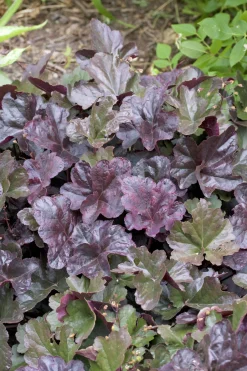 Alunrot 'Obsidian'>Omnia garden