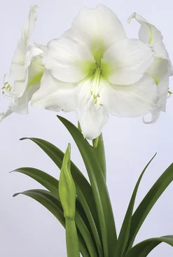 Amaryllislök Casablanca Jumbo Vit>Nelson Garden New