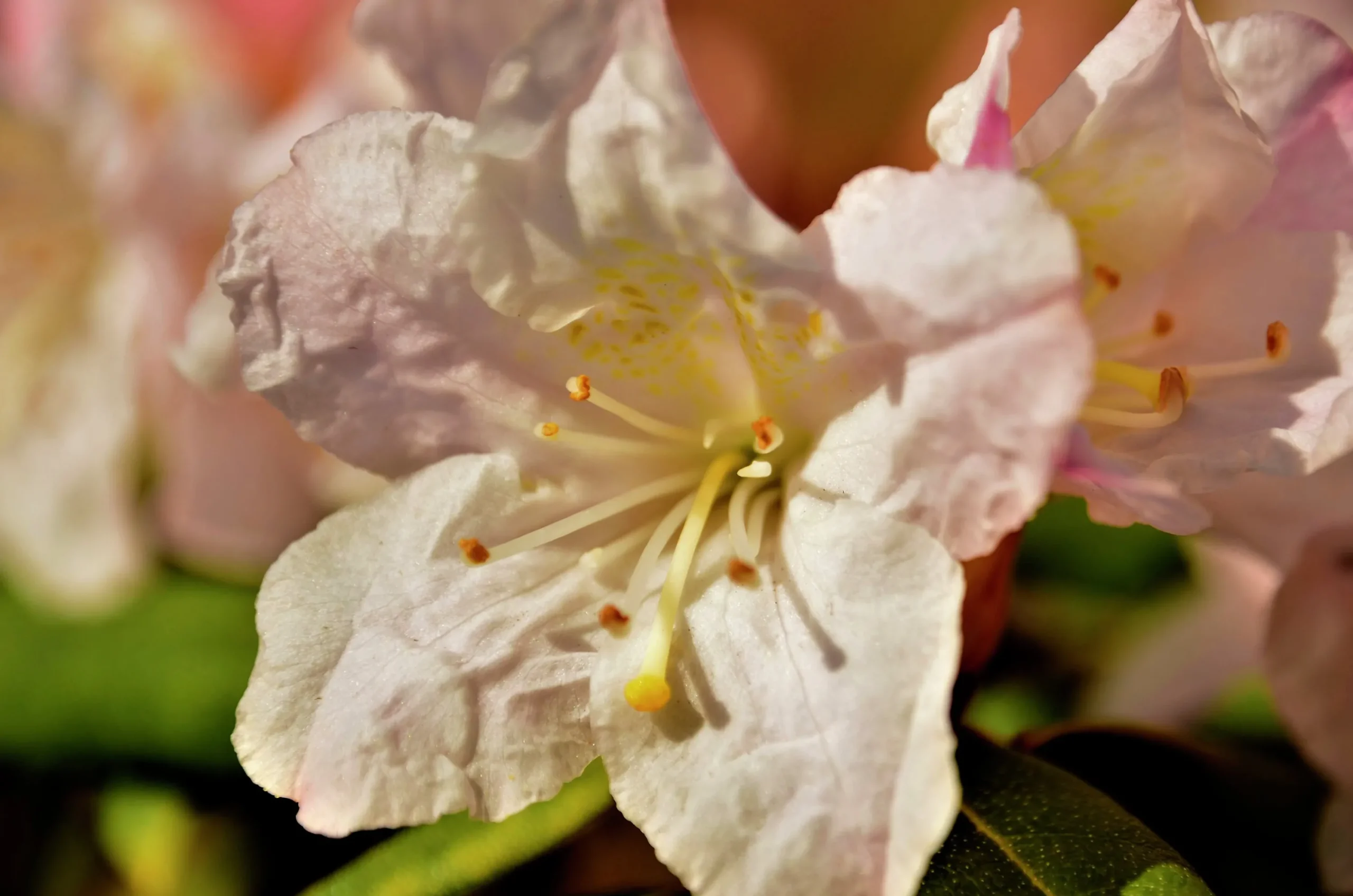 Amerikansk Alpros 'Dora Amateis'>Omnia garden Best