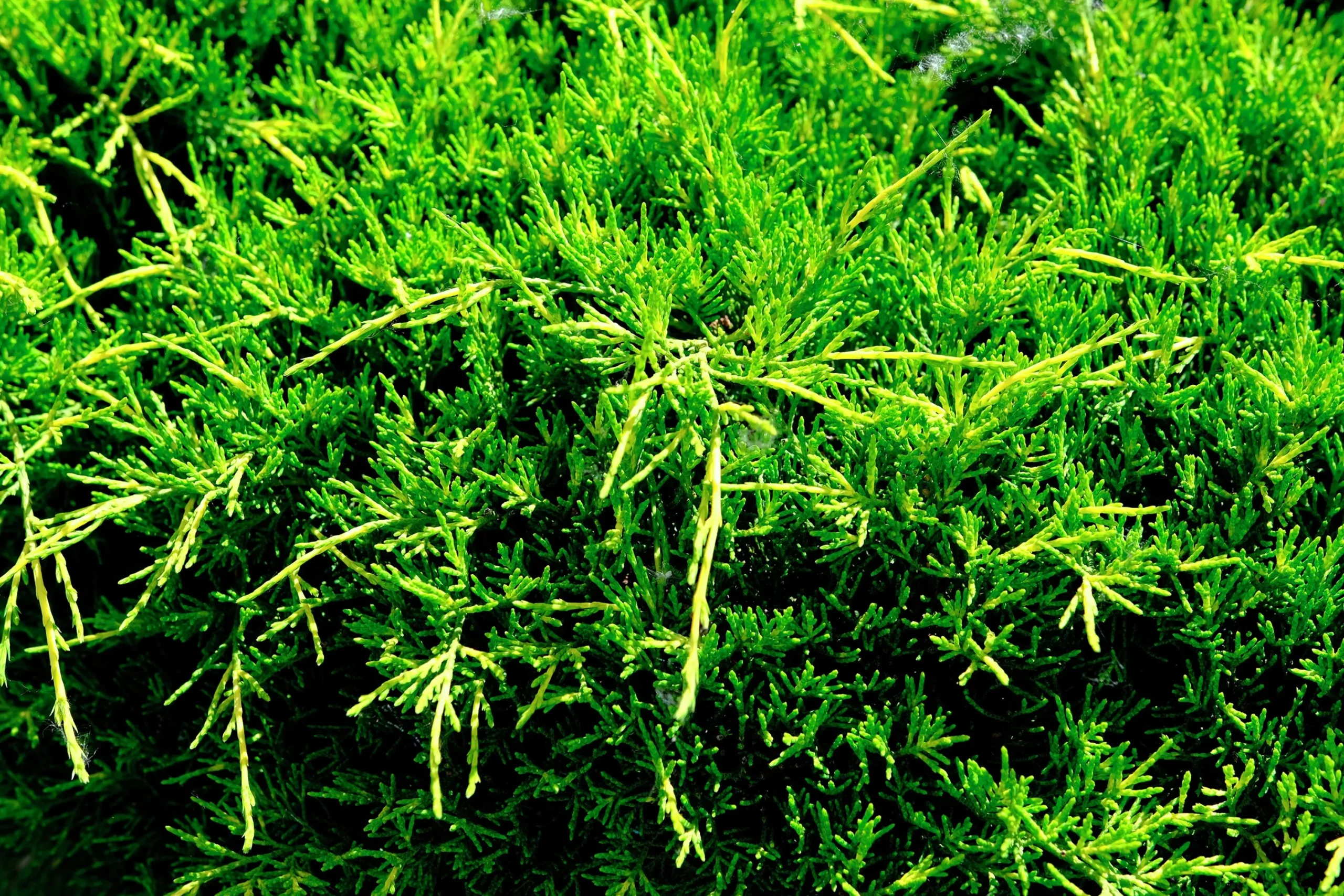 Amerikansk Kryp-en 'Andorra Compact'>Omnia garden