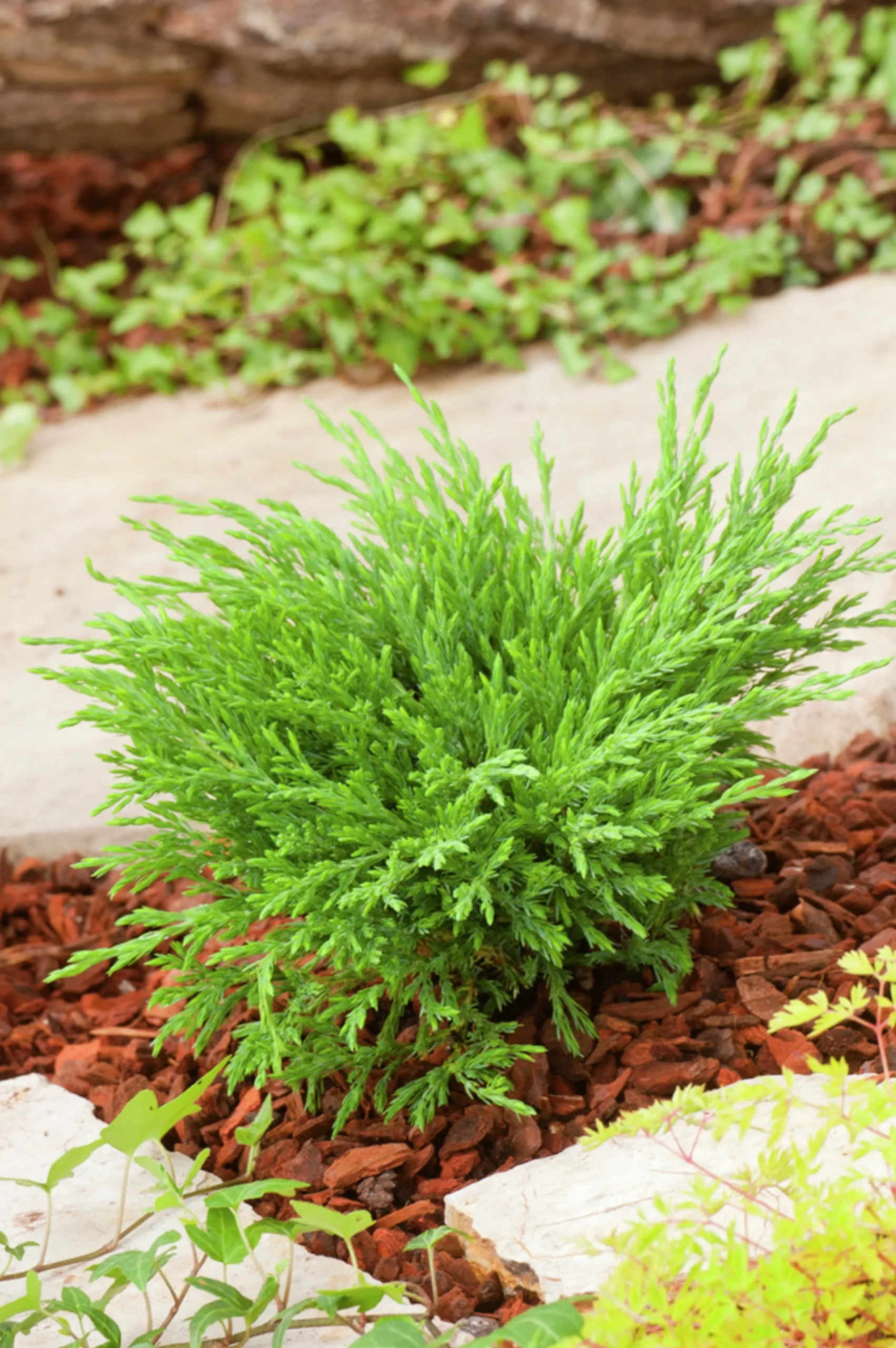 Amerikansk Kryp-en 'Andorra Compact'>Omnia garden
