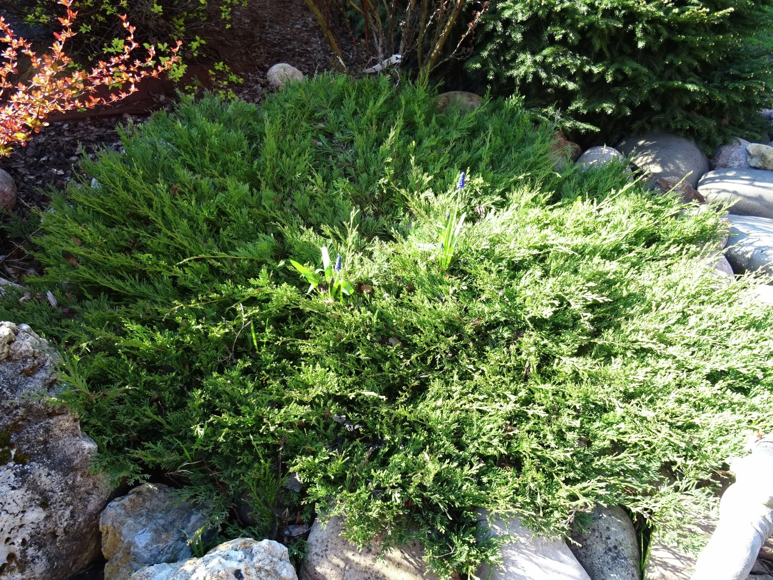 Amerikansk Kryp-en 'Andorra Compact'>Omnia garden