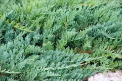 Amerikansk Kryp-en 'Blue Chip'>Omnia garden Hot