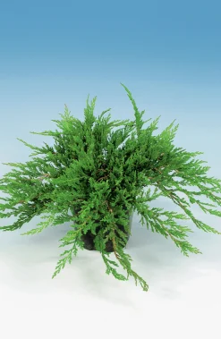 Amerikansk Kryp-en 'Prince of Wales'>Omnia garden Outlet