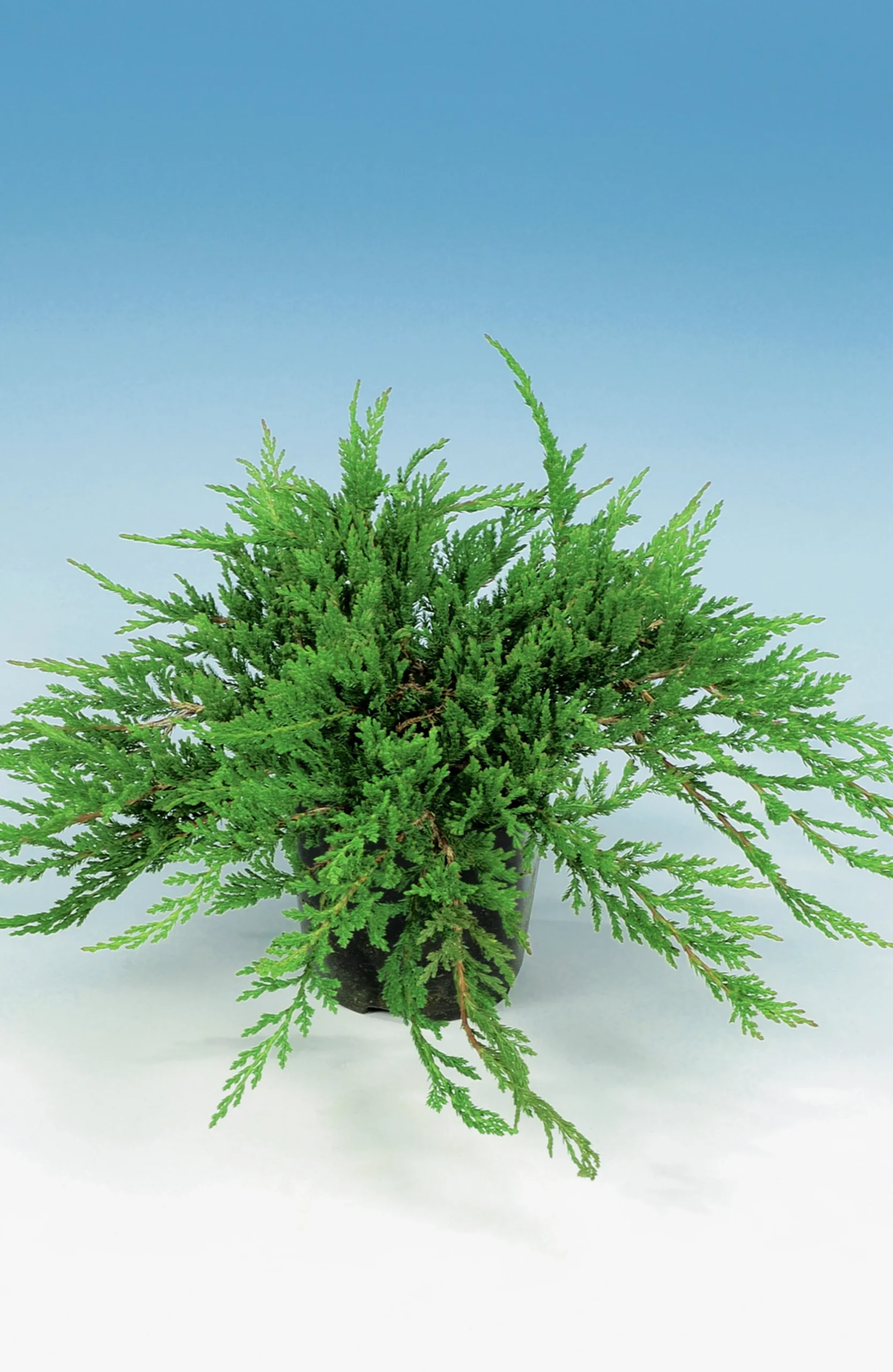 Amerikansk Kryp-en 'Prince of Wales'>Omnia garden Outlet