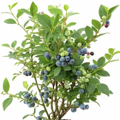 Amerikanskt blåbär 'Alfred'>Omnia garden