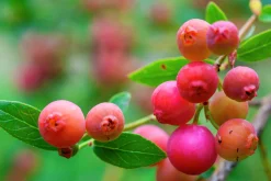 Amerikanskt blåbär 'Pink Lemonade'>Omnia garden