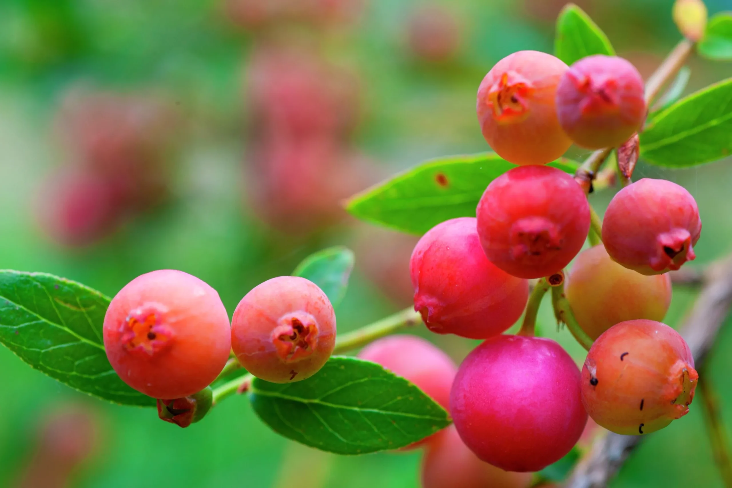 Amerikanskt blåbär 'Pink Lemonade'>Omnia garden