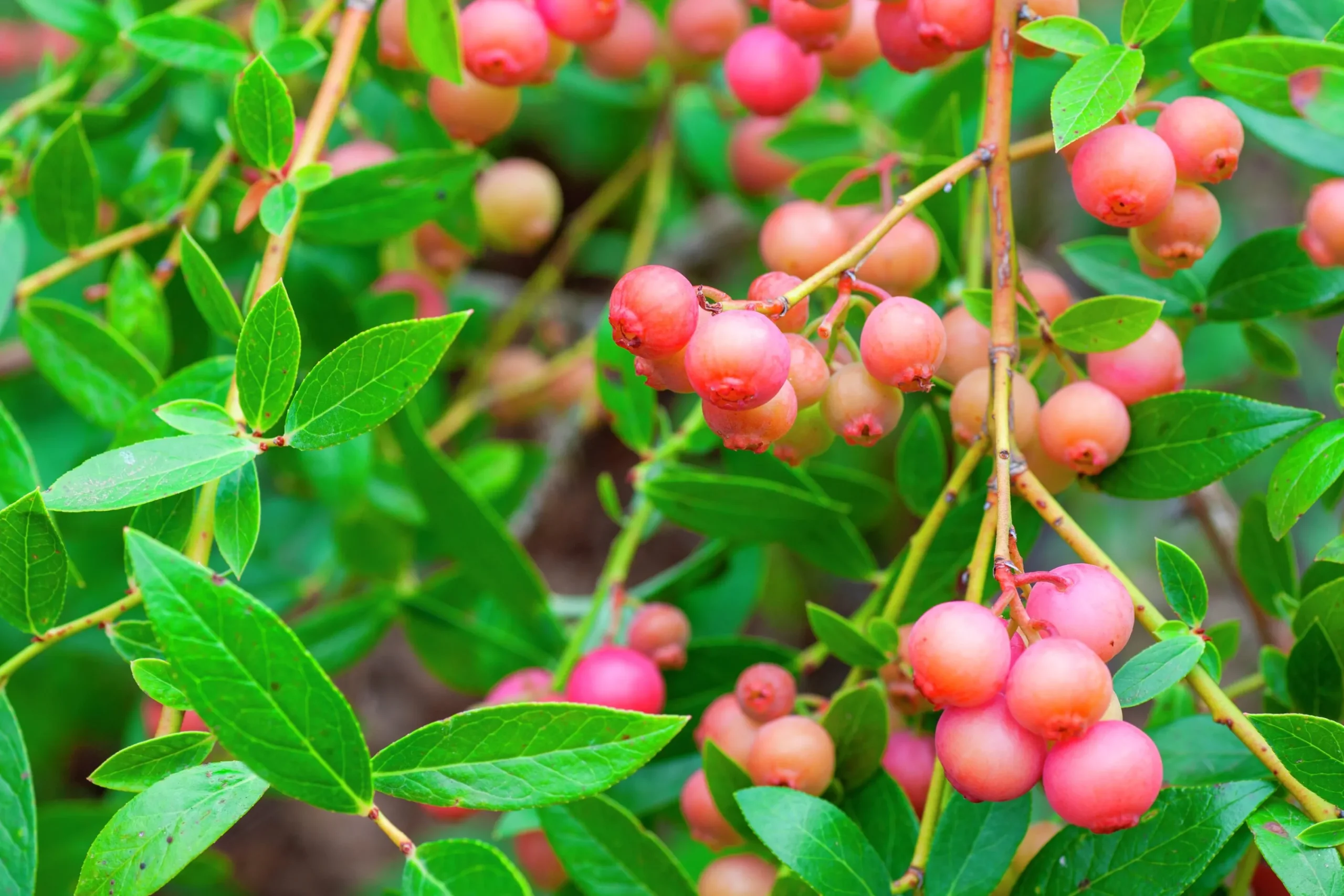 Amerikanskt blåbär 'Pink Lemonade'>Omnia garden