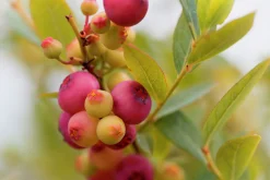 Amerikanskt blåbär 'Pink Lemonade'><noscript><img width=