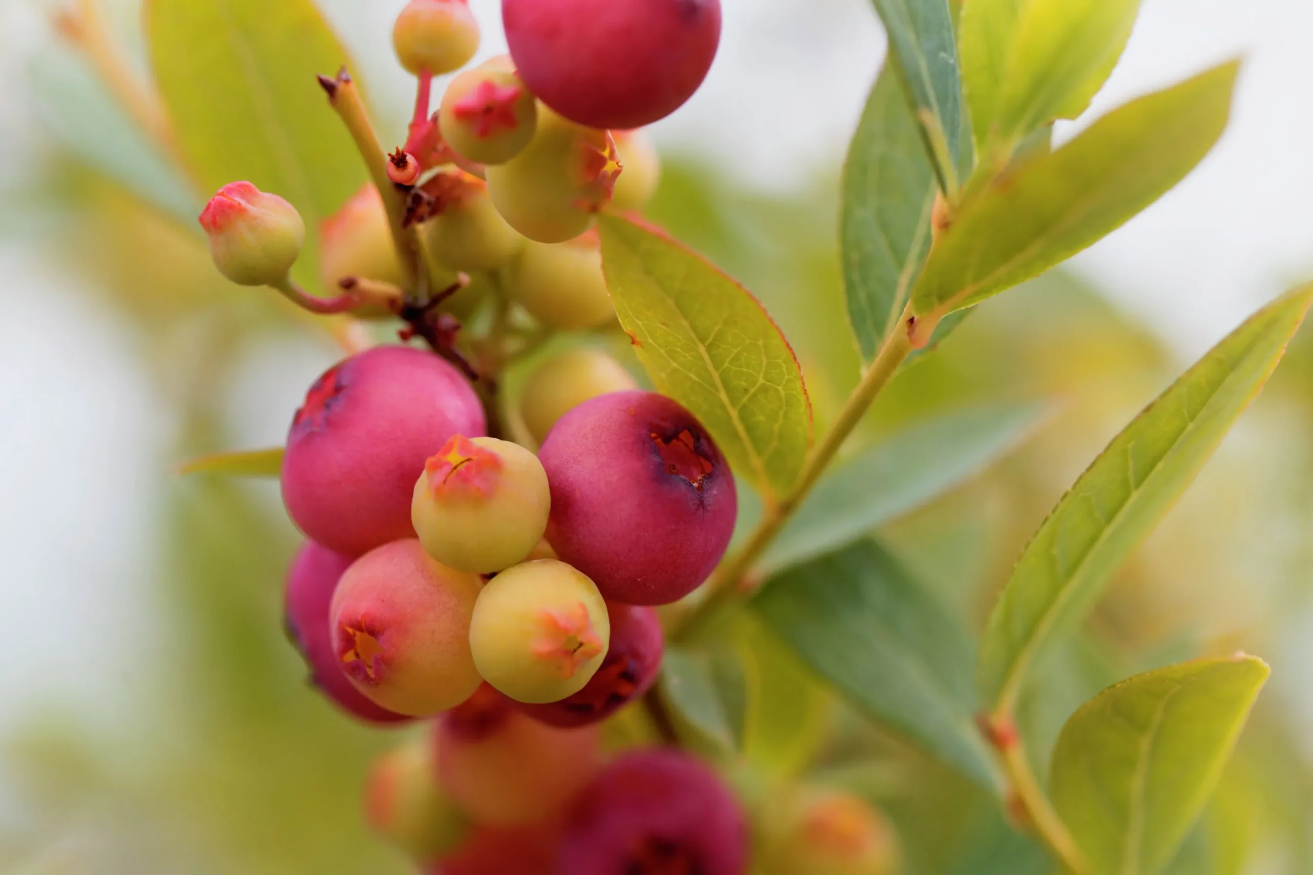 Amerikanskt blåbär 'Pink Lemonade'>Omnia garden