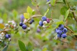 Amerikanskt blåbär 'Roxy Blue'>Omnia garden Outlet