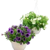 Ampel Blommande Rena sorter>Mäster Grön