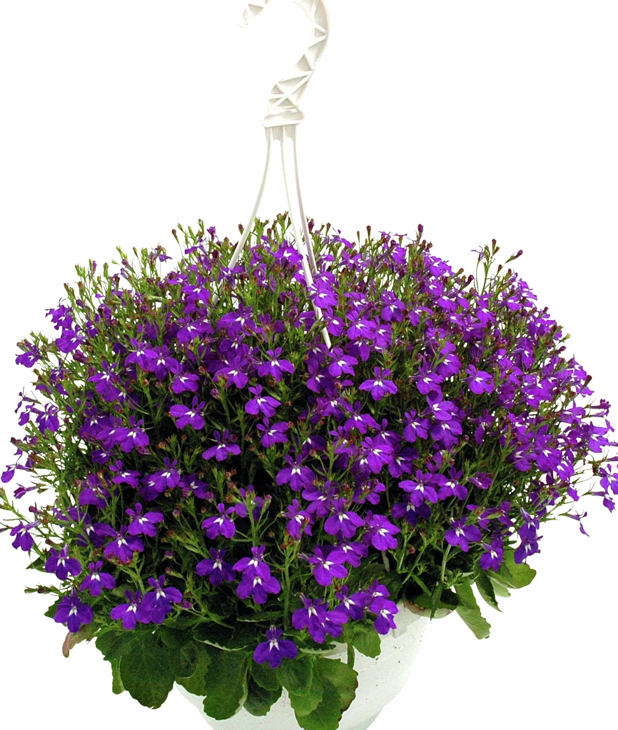 Ampel Blommande Rena sorter>Mäster Grön