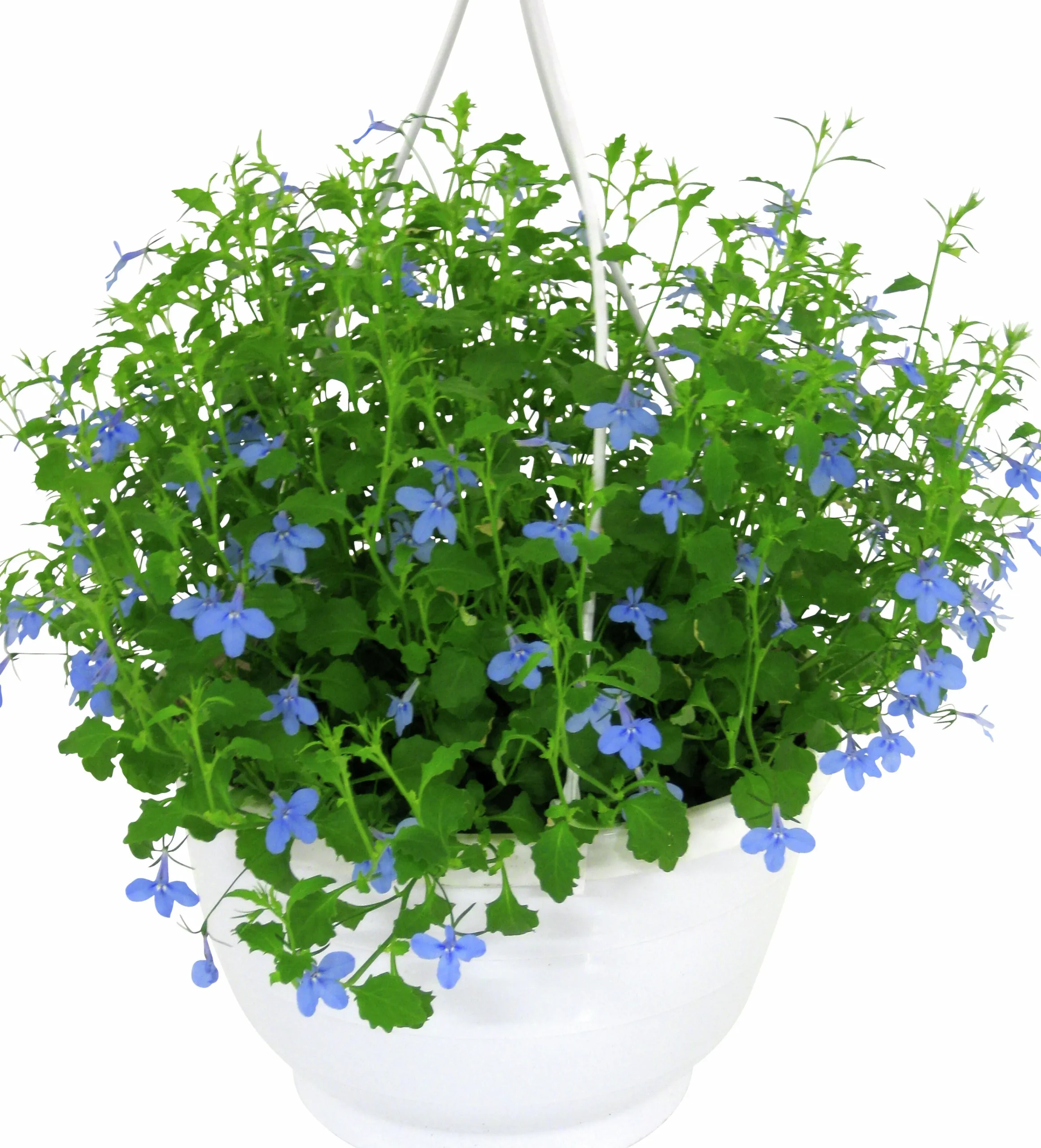 Ampel Blommande Rena sorter>Mäster Grön