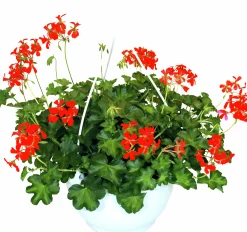 Ampel Blommande Rena sorter><noscript><img width=
