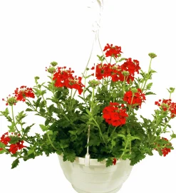Ampel Blommande Rena sorter><noscript><img width=