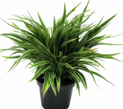 Ampellilja lat. Chlorophytum comosum>Mäster Grön Outlet