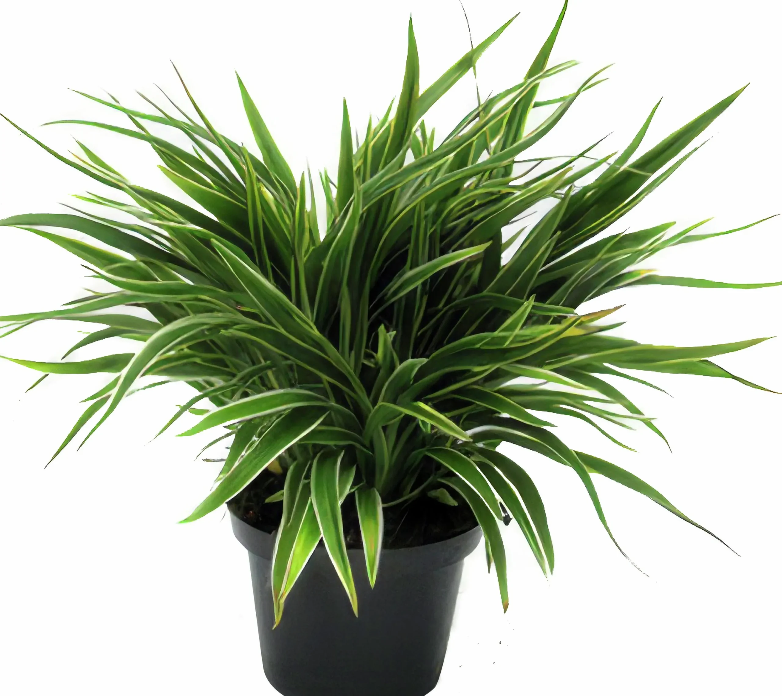 Ampellilja lat. Chlorophytum comosum>Mäster Grön Outlet