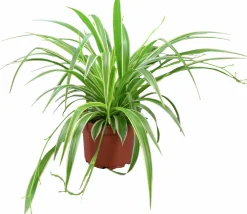 Ampellilja lat. Chlorophytum variegata Vitbrokig 21cm>Mäster Grön Outlet