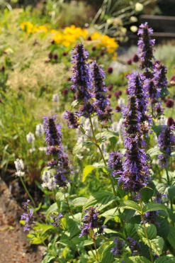 Anisisop 'Black Adder'>Omnia garden