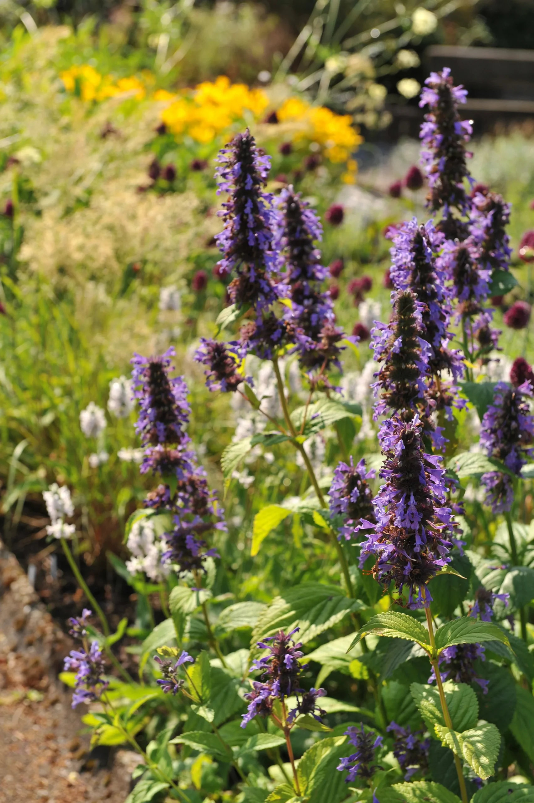 Anisisop 'Black Adder'>Omnia garden