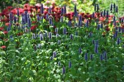 Anisisop 'Black Adder'>Omnia garden