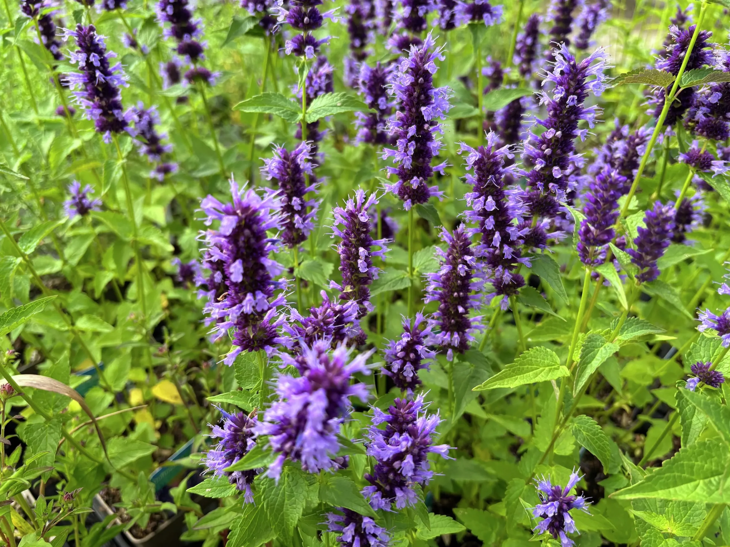 Anisisop 'Black Adder'>Omnia garden