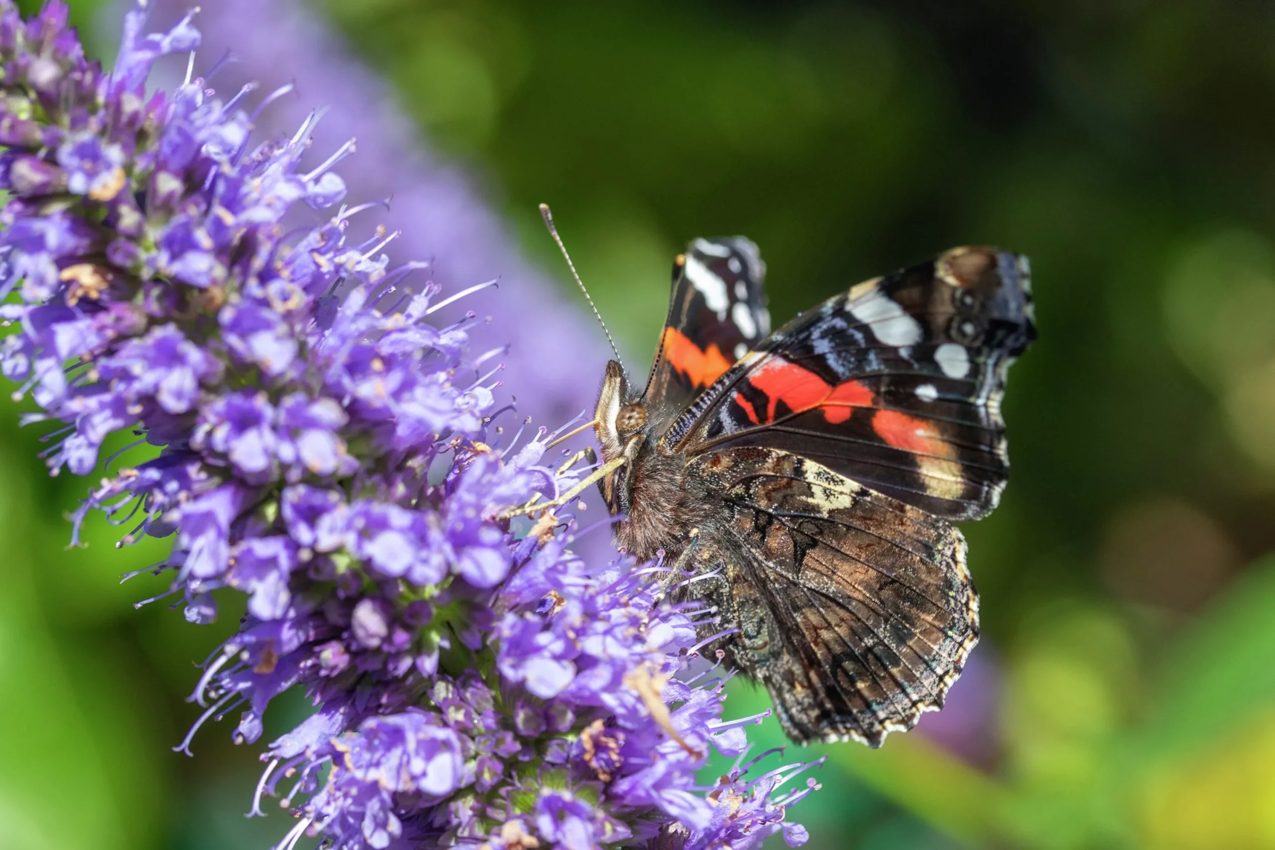 Anisisop 'Black Adder'>Omnia garden