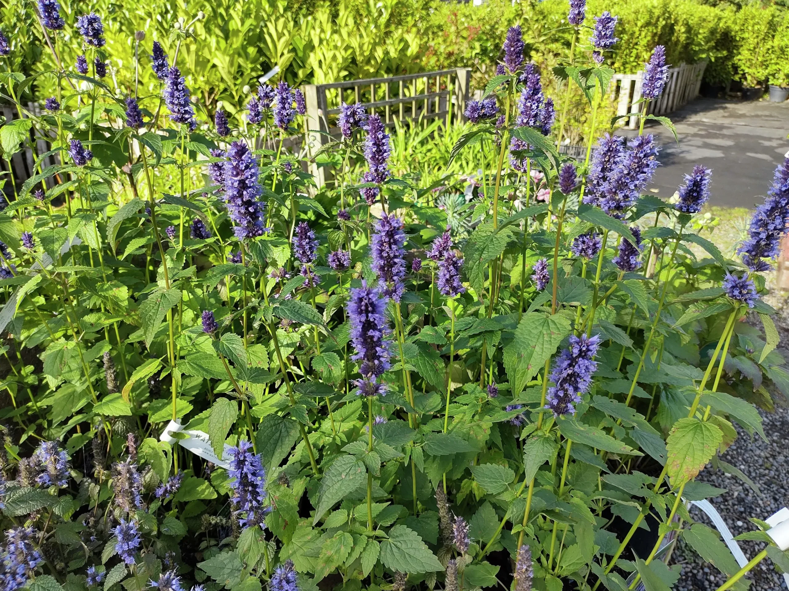 Anisisop 'Black Adder'>Omnia garden