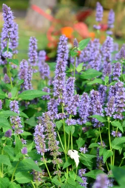 Anisört 'Blue Fortune'>Omnia garden Best