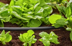 Anläggningsrör MicroDrip 1/2" 50m>Gardena Online