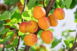 Aprikos 'Tros Oranje' Krukodlad>Omnia garden Hot