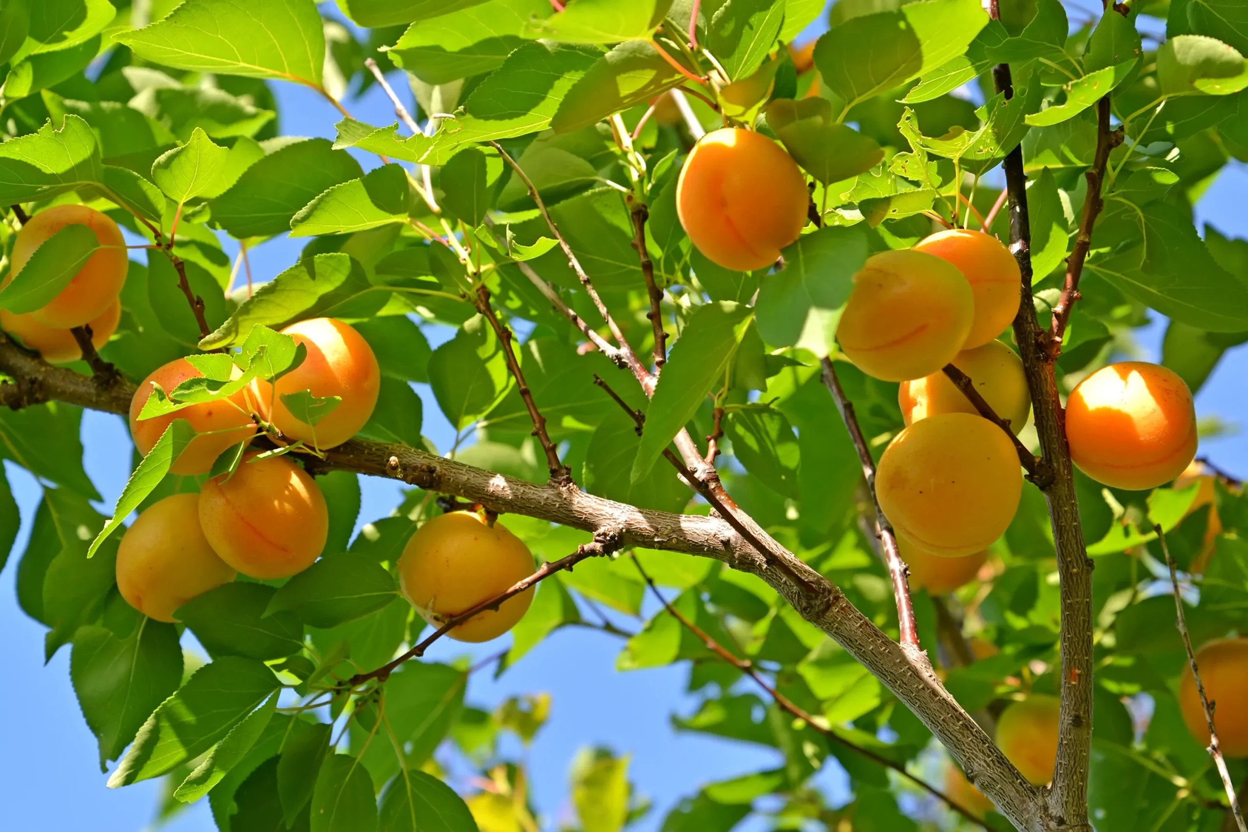 Aprikos 'Tros Oranje' Krukodlad>Omnia garden Hot