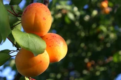 Aprikos 'Tros Oranje' Krukodlad><noscript><img width=