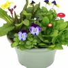 Arrangemang Vårväxter "Spring Break" 23cm>Danblumen Discount