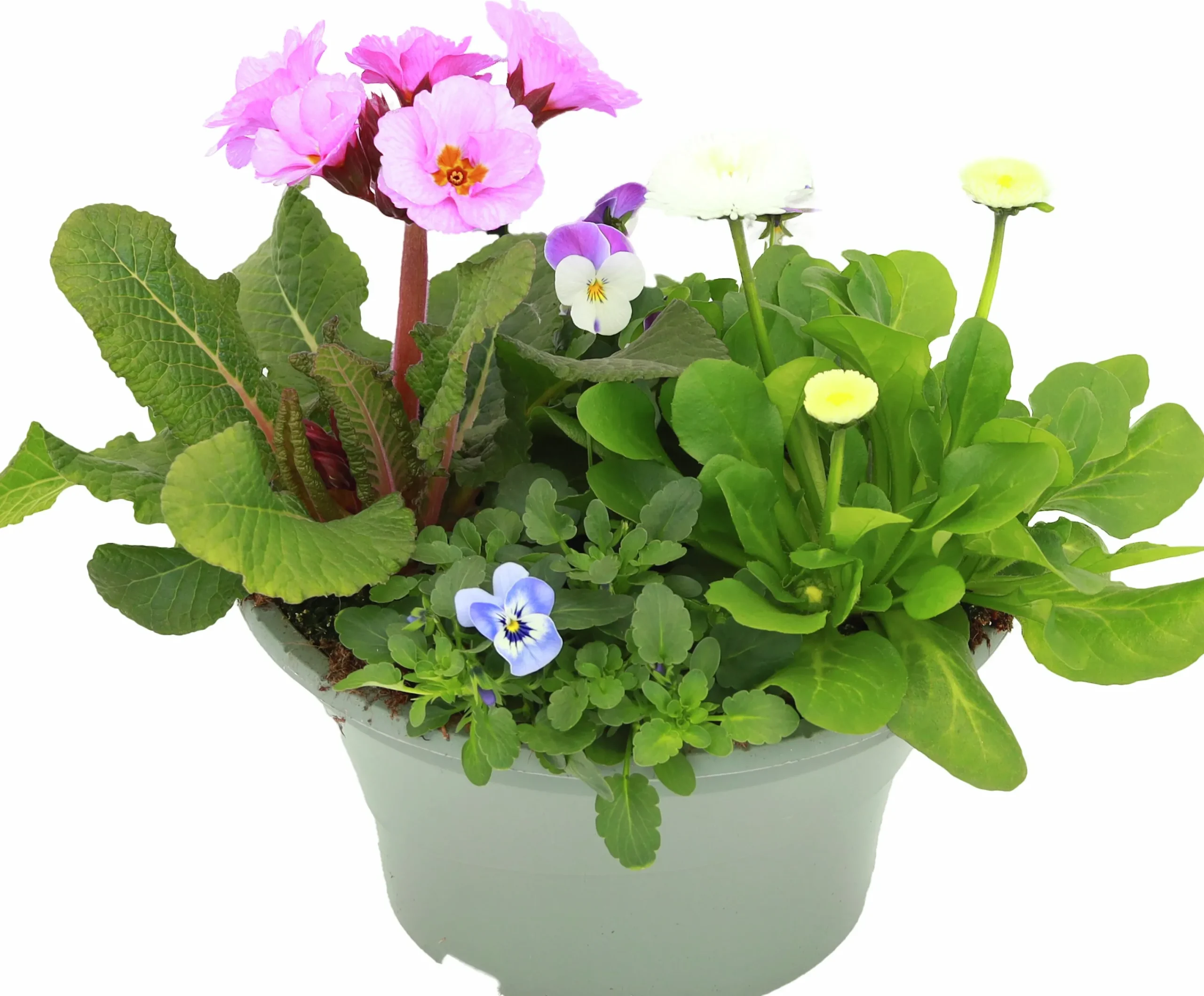 Arrangemang Vårväxter "Spring Break" 23cm>Danblumen Discount