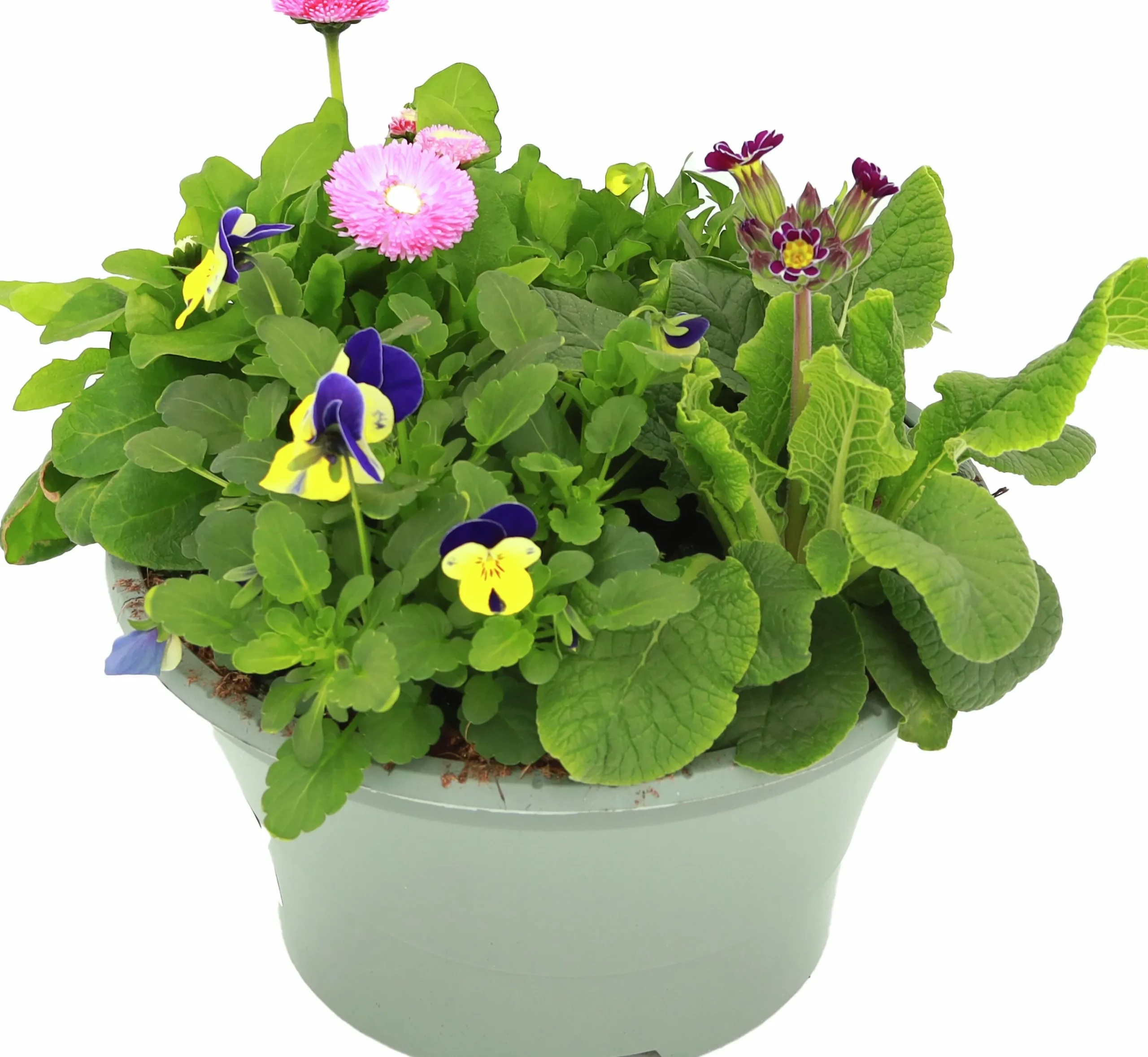 Arrangemang Vårväxter "Spring Break" 23cm>Danblumen Discount